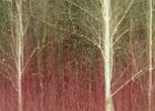 val glenny_winter colour.jpg : tree, woodland macro